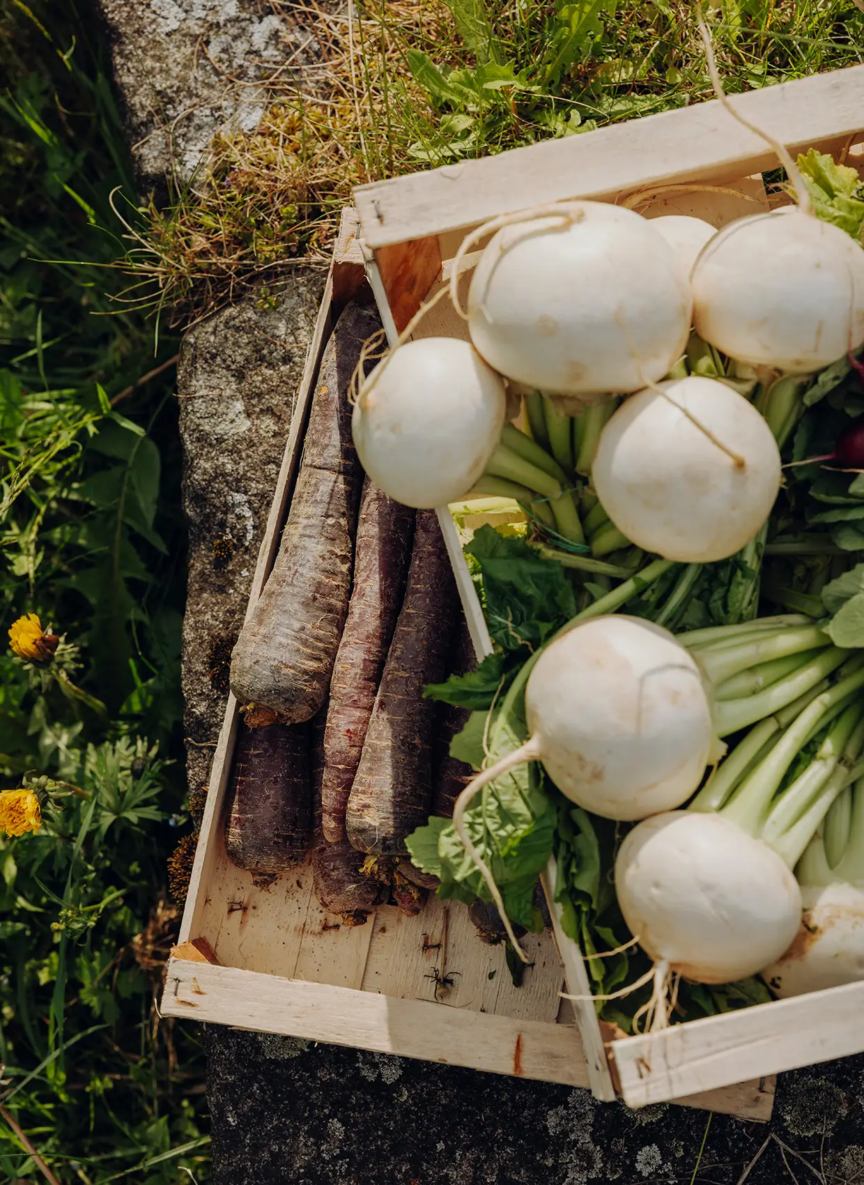 Weißer Rettich und lila Rüben in Obstkisten auf eine Wiese.